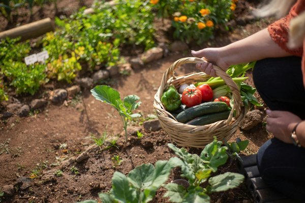 Entretien potager : conseils pour un jardin fleurissant